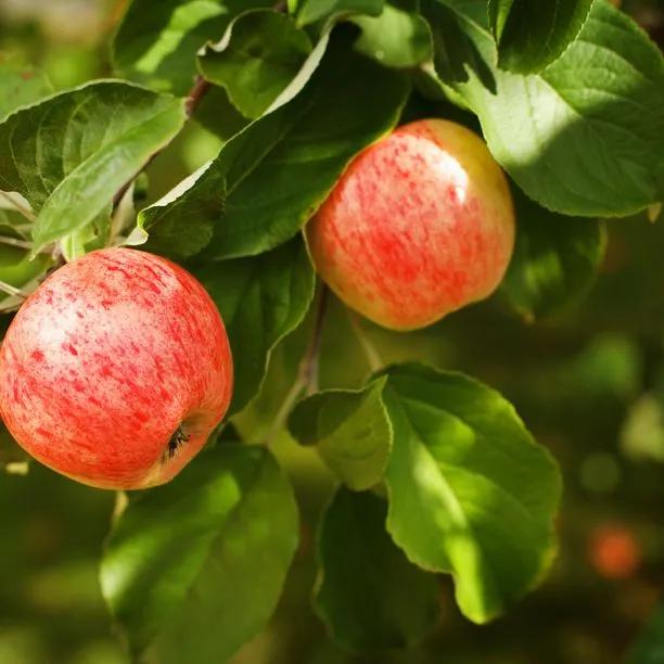 Somerset Redstreak Cider Apple (Malus domestica Somerset Redstreak) 1
